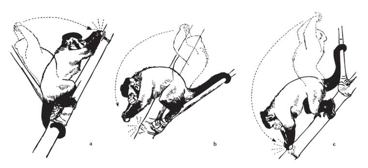 Monkeys Cracking Nuts